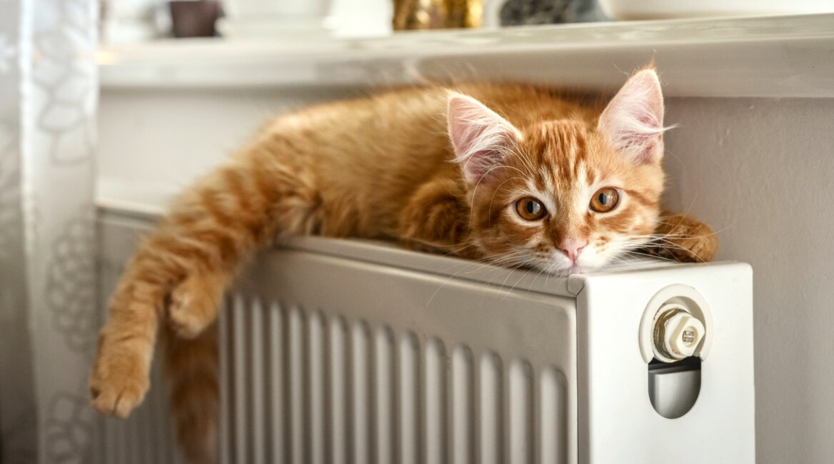 © iStock_tashka2000
