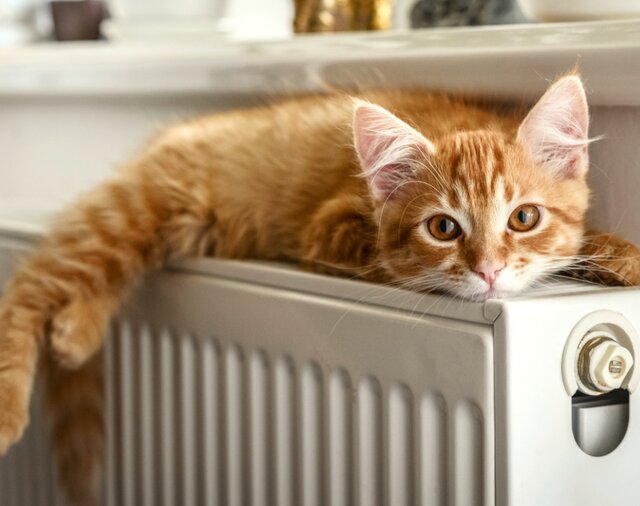 © iStock_tashka2000